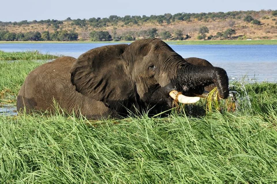 10 Quick But Fascinating Facts About The Chobe River Involv Africa   Chobe River1 